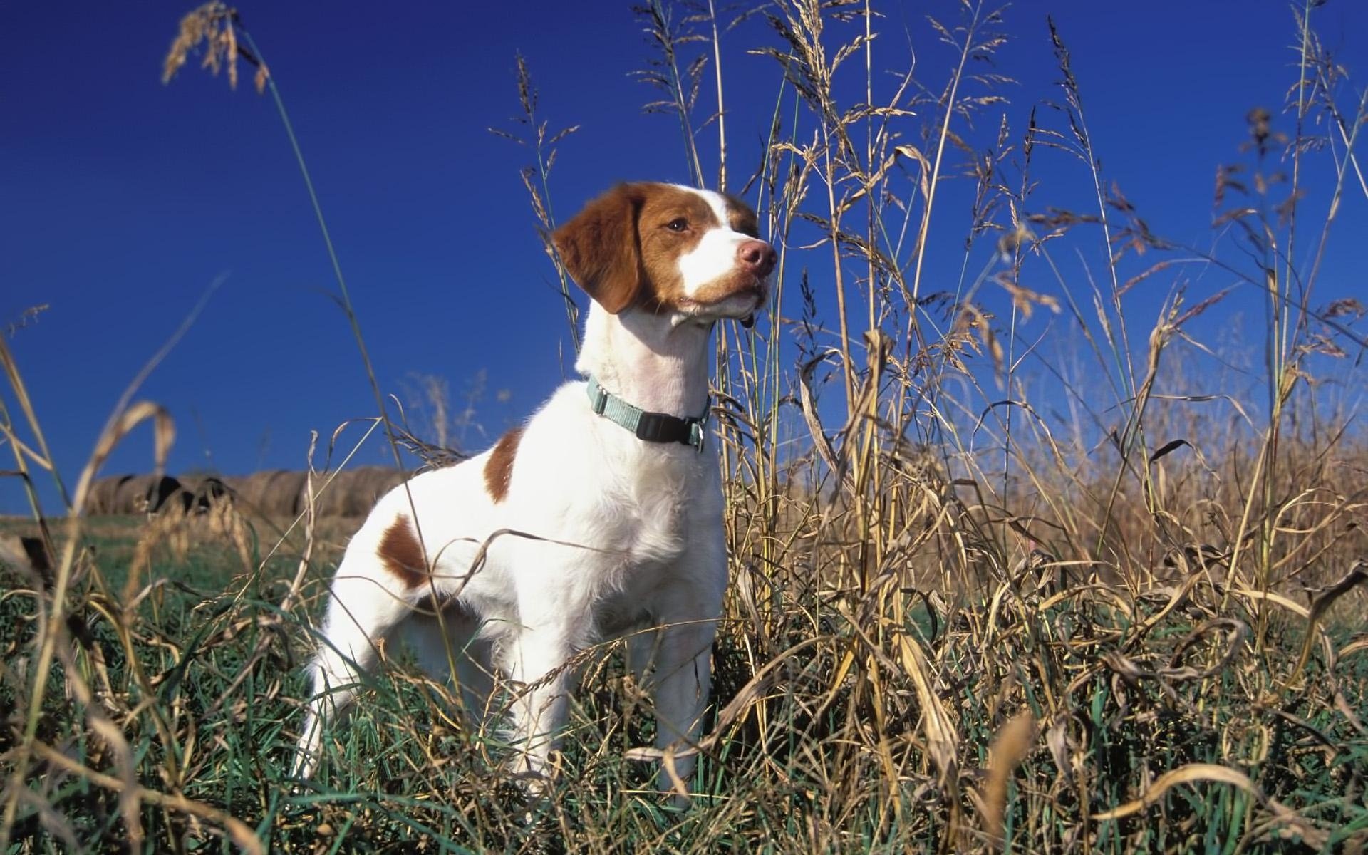 A Brittany Spaniel dog stands alert in tall grass under a clear blue sky.