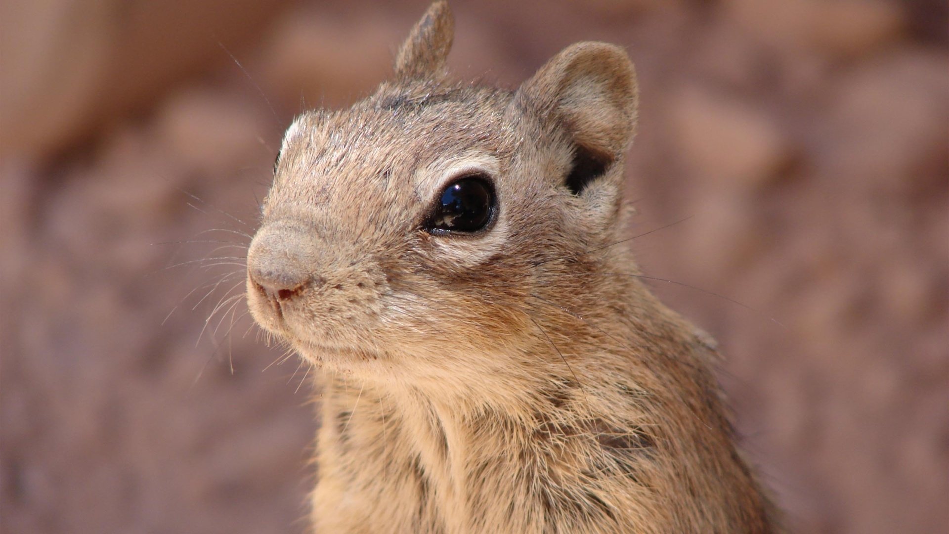 Download Animal Squirrel Image