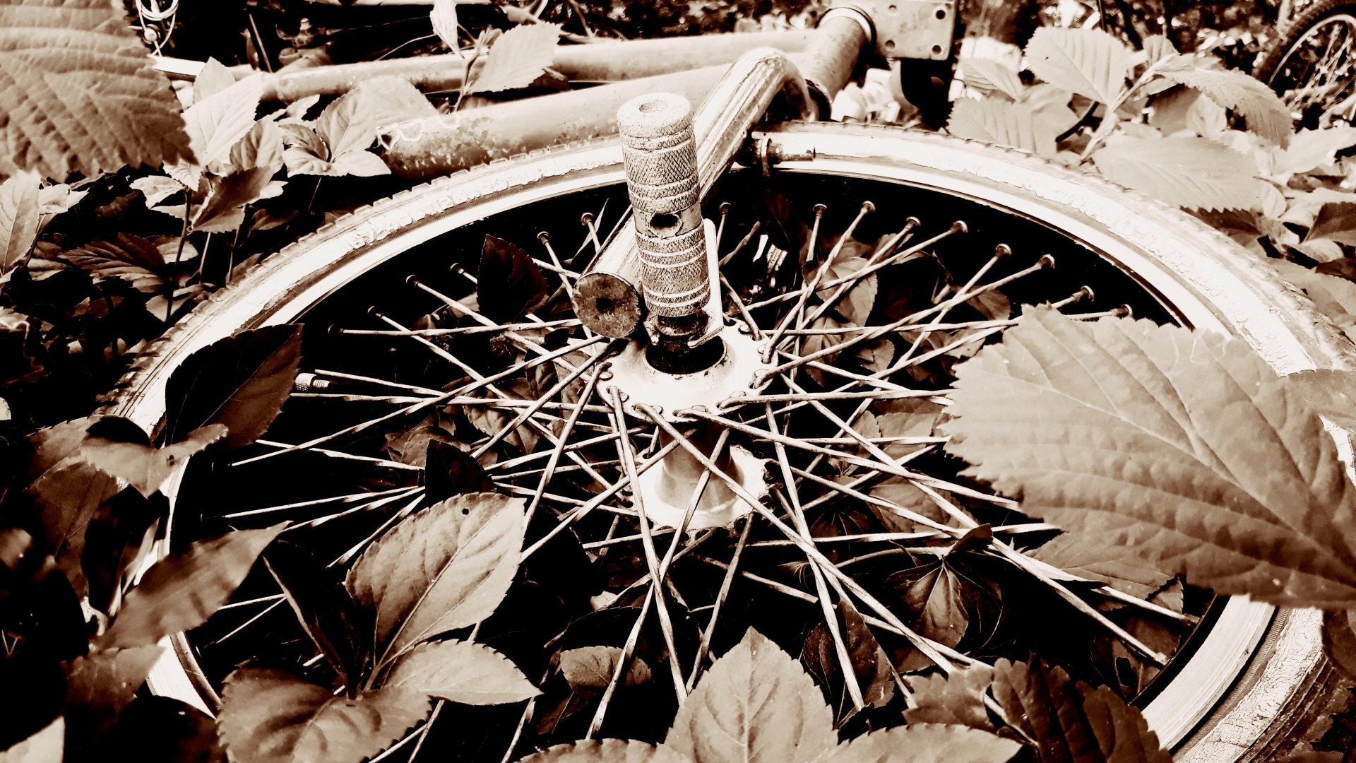 sepia bicycle photography Black & White Image