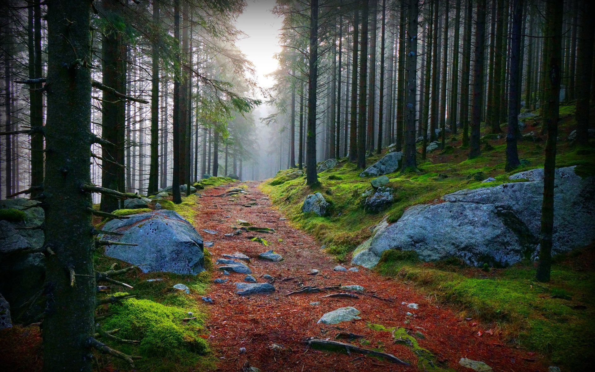 A serene forest path winds through tall trees and moss-covered rocks, illuminated by soft light filtering through the mist, creating a peaceful atmosphere in nature.
