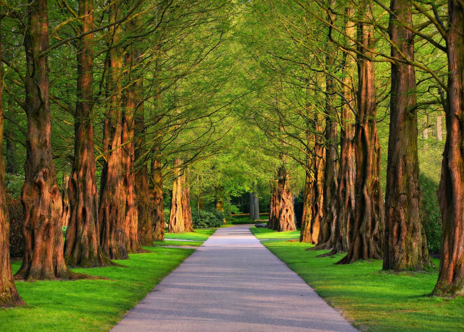 A serene park path lined with tall trees, creating a natural canopy that invites leisurely strolls and moments of tranquility.