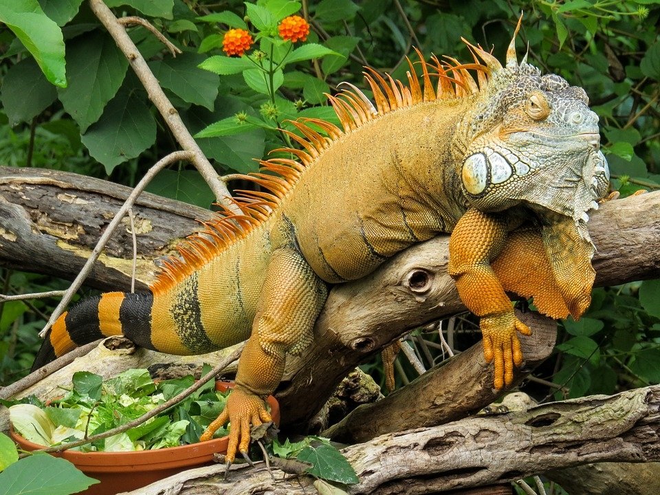 wild republic iguana