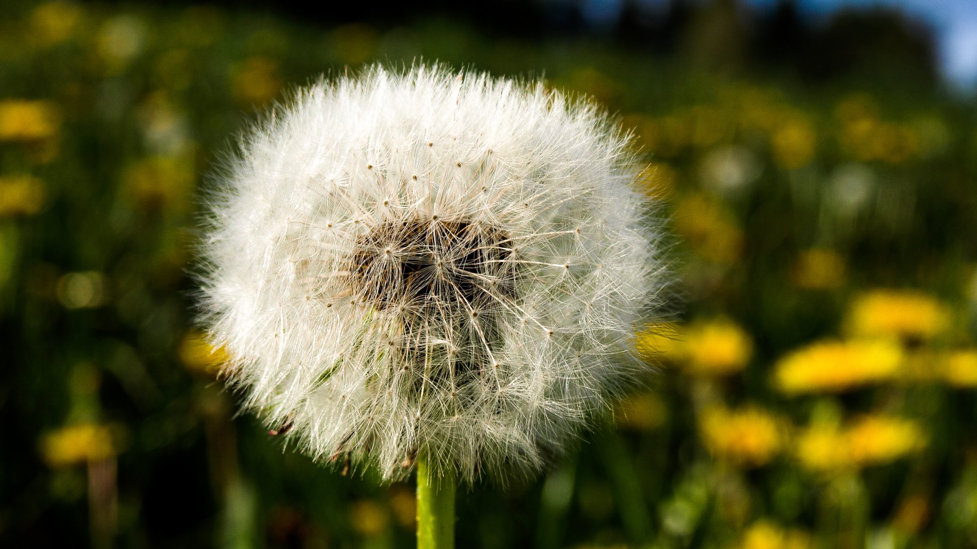 nature dandelion Image