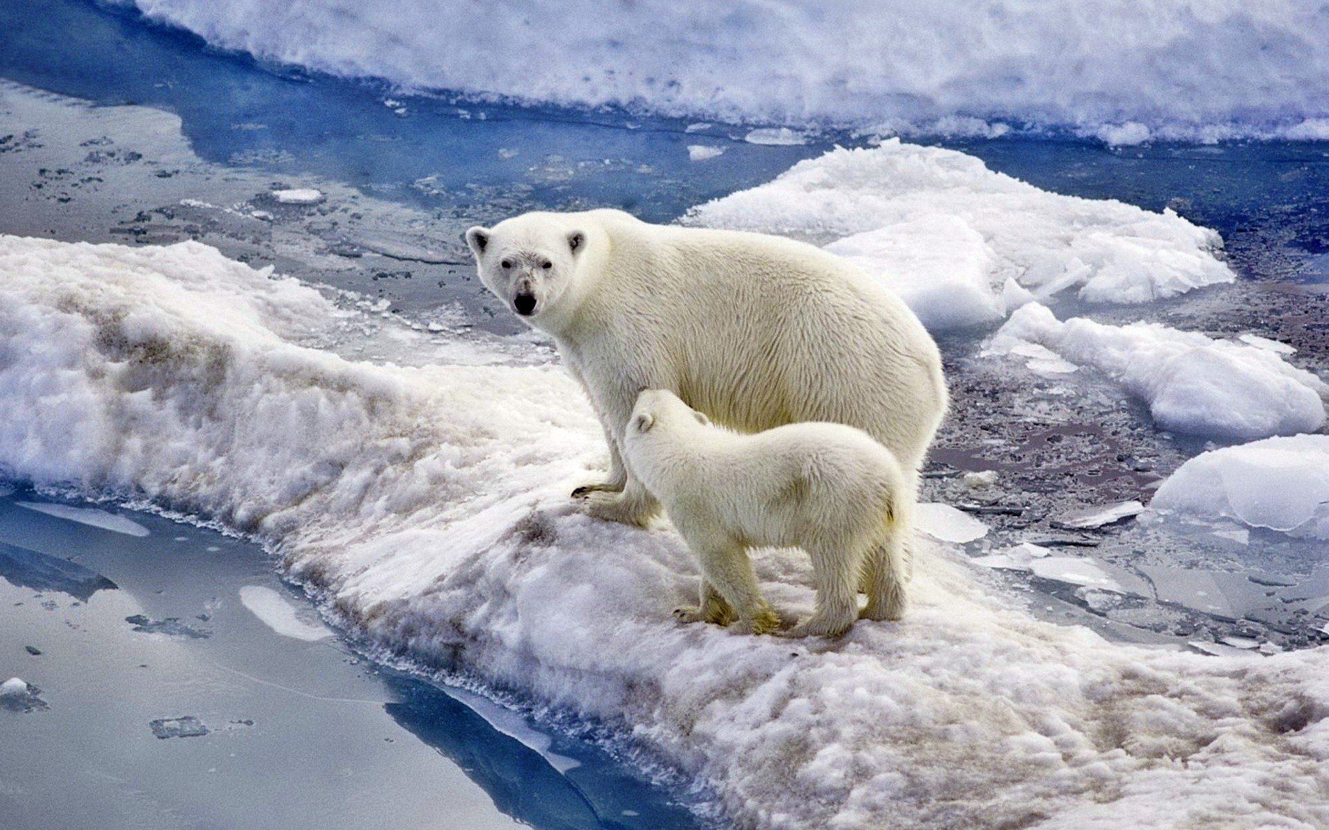 Polar Bear Picture - Image Abyss