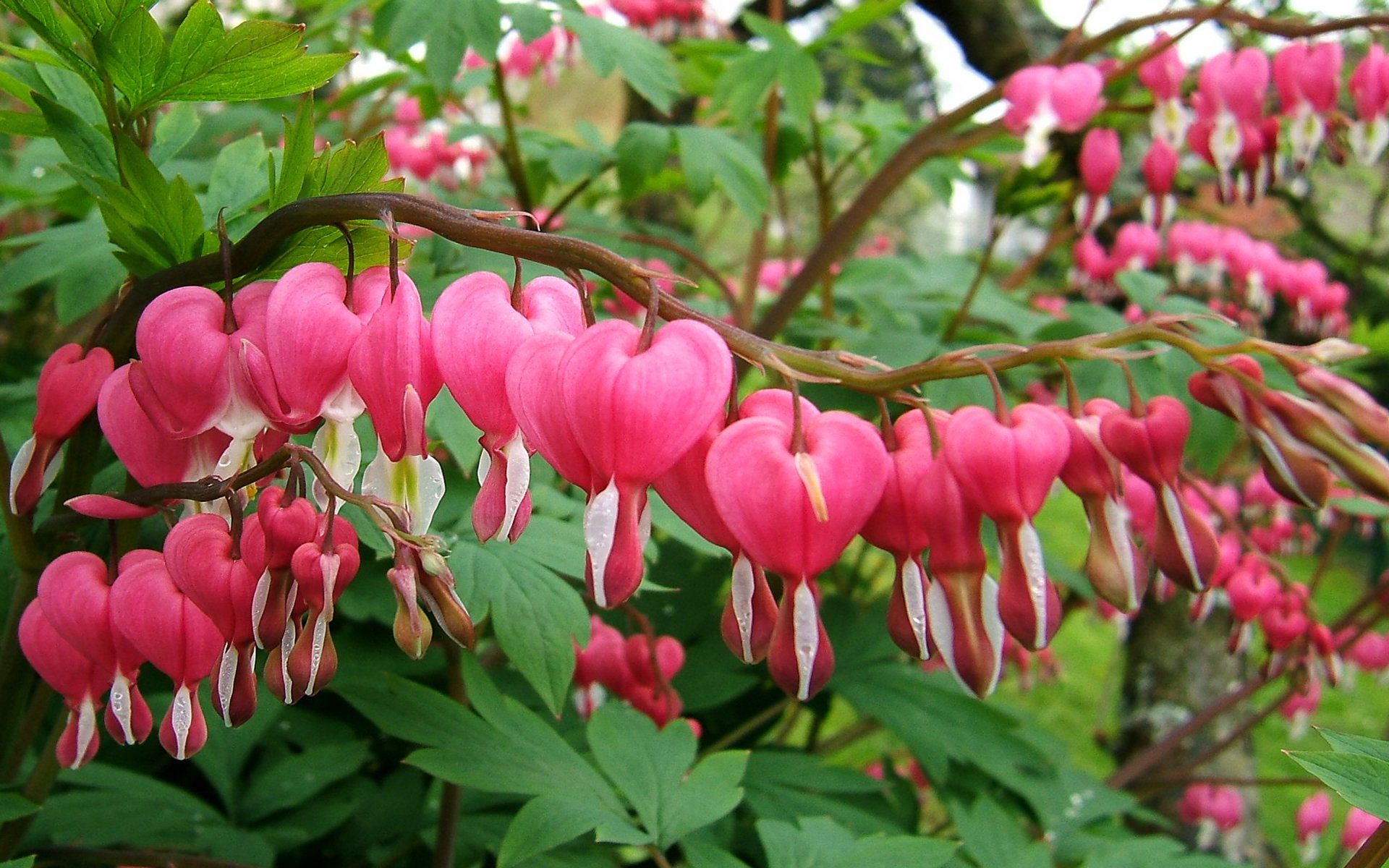 "Bleeding Heart" Flowers Image - ID: 311988 - Image Abyss