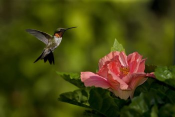 Preview Image 311756