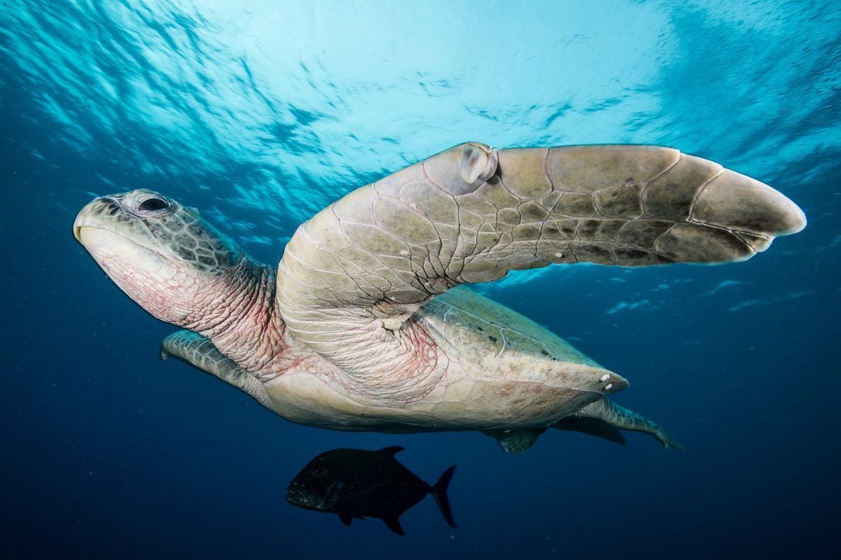 Sea Turtle Picture