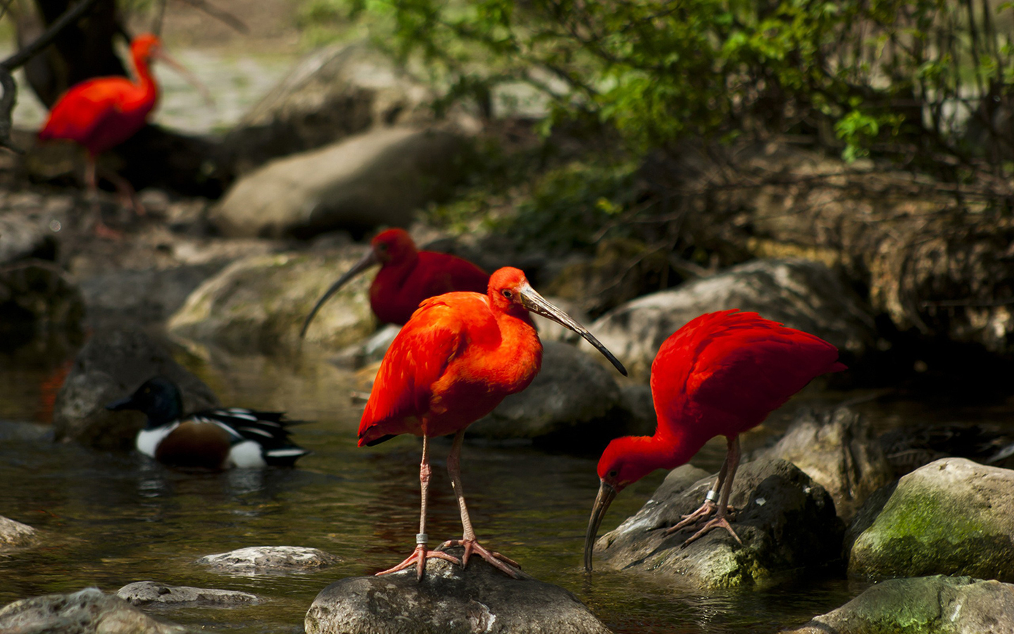Scarlet Ibis Picture