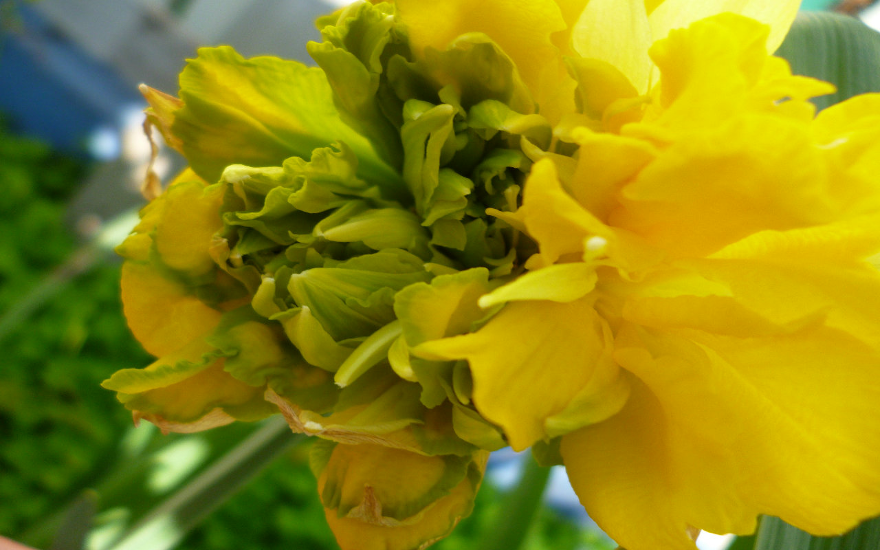 Green daffodil by Hattie