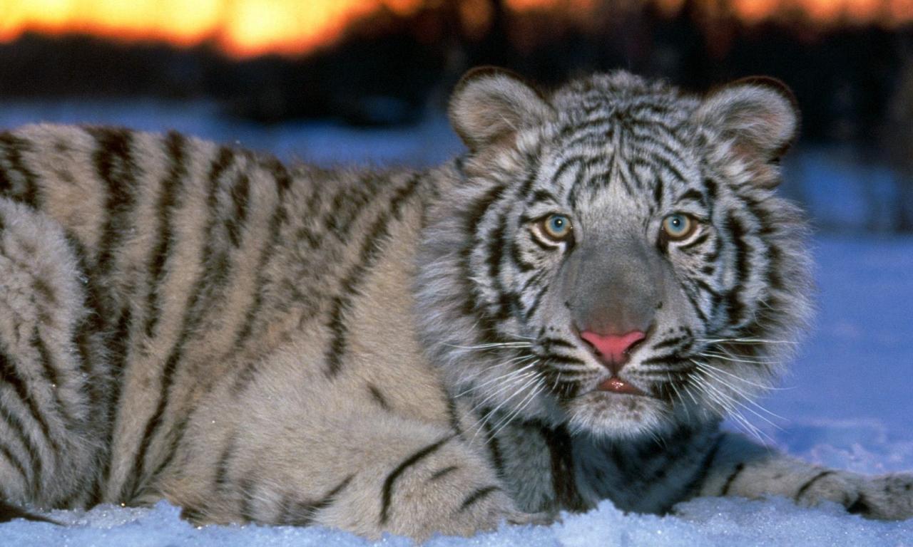 White Tiger Picture