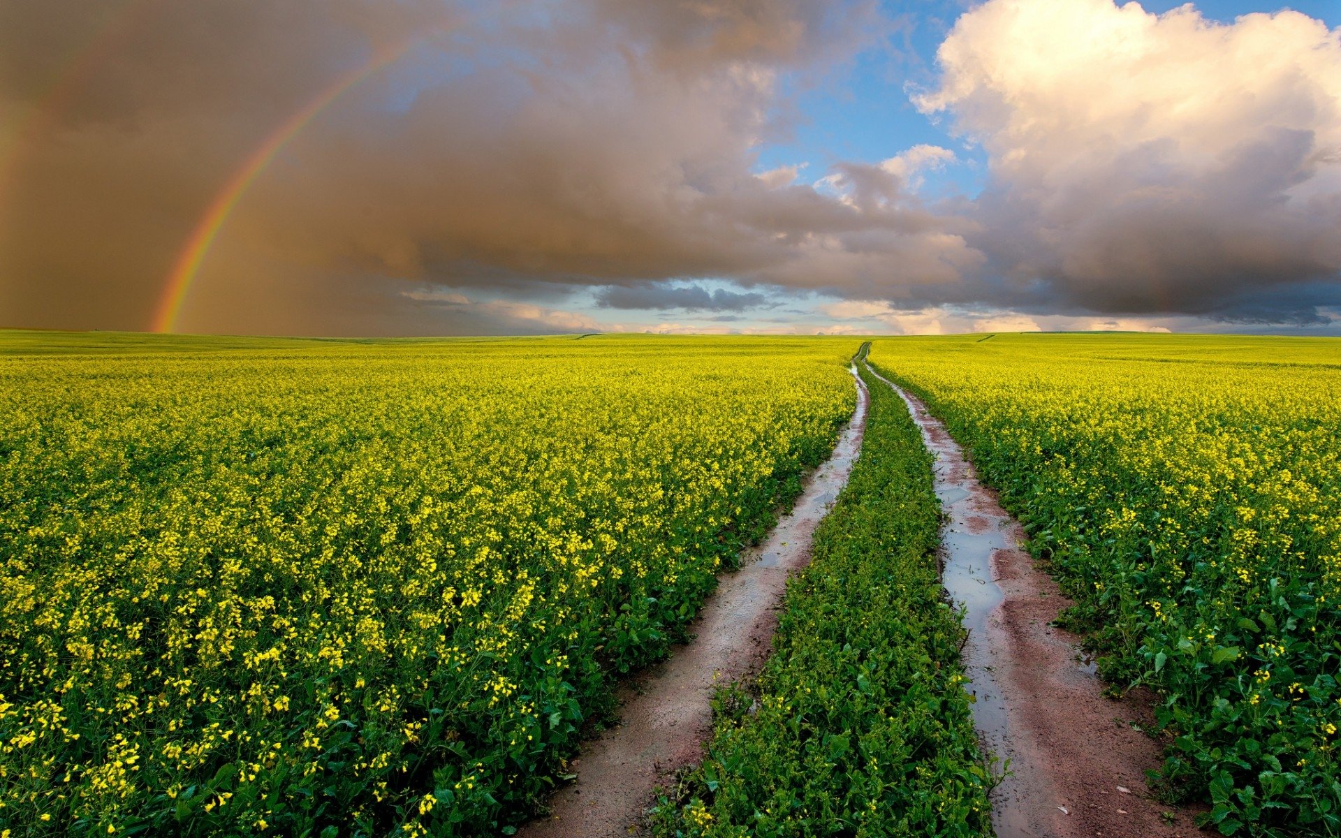 A vibrant field of yellow flowers stretches under a rainbow, with a winding dirt path cutting through the lush nature scene beneath a dramatic sky.