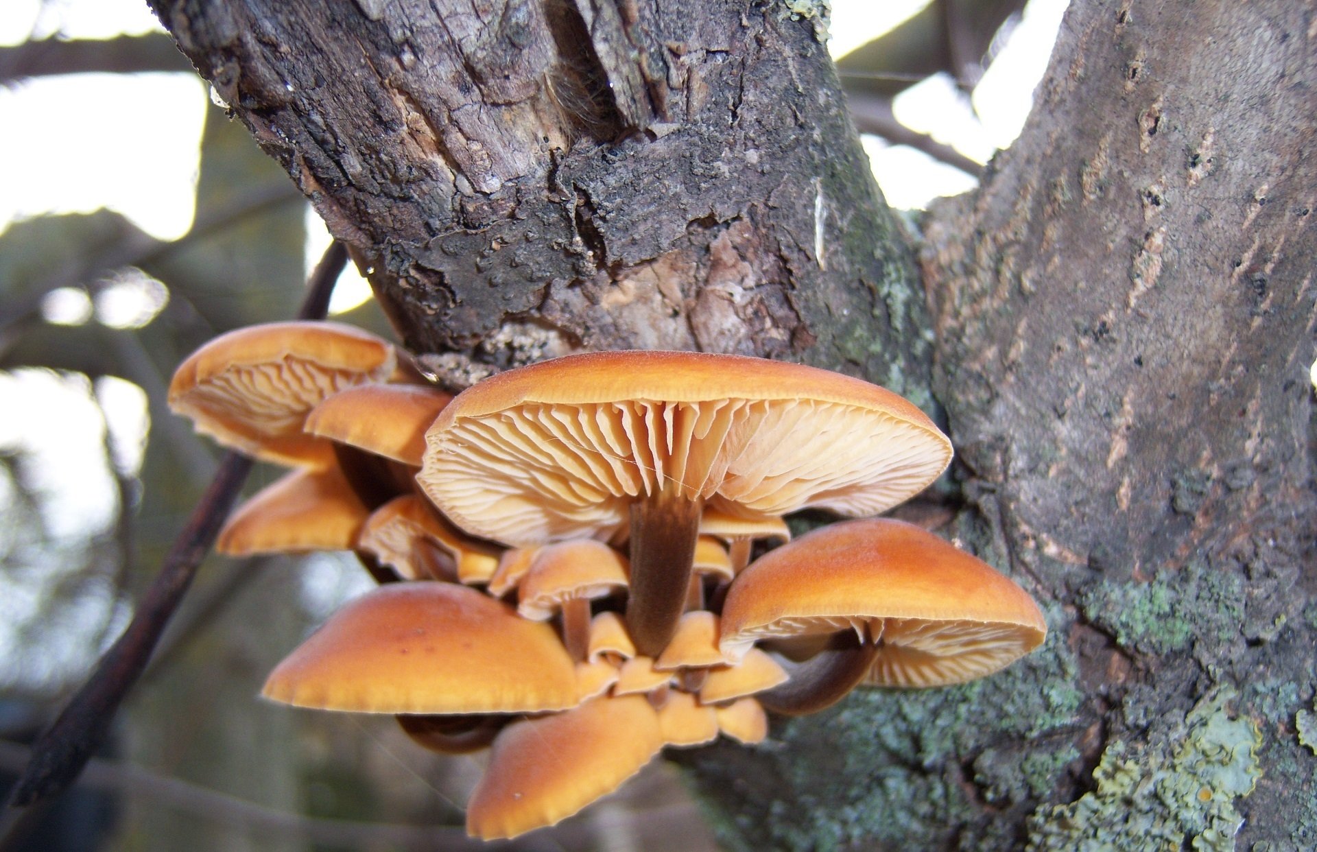 Download Nature Mushroom Image by Meduzanol