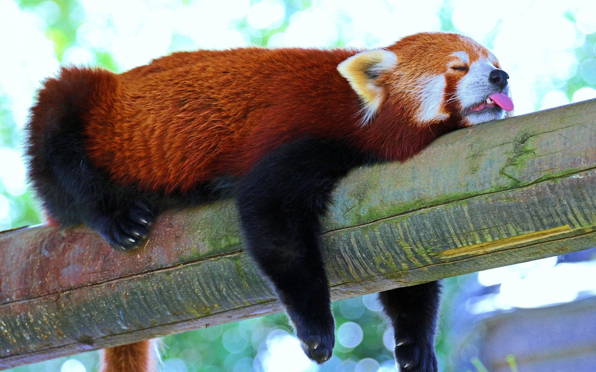 red-panda-image-id-312163-image-abyss