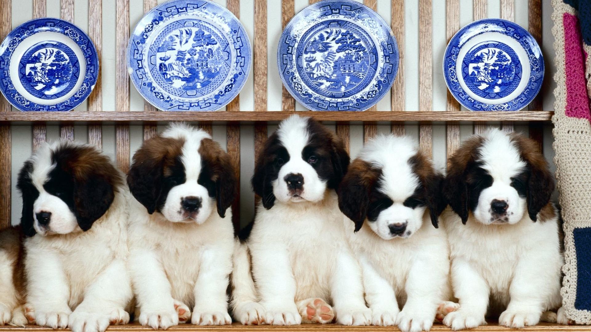 St. Bernard Animal puppy Image