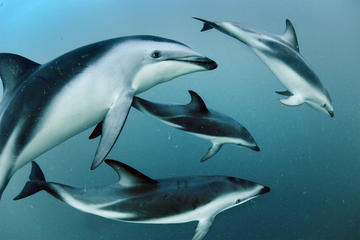 Animal Dolphin Image. 
