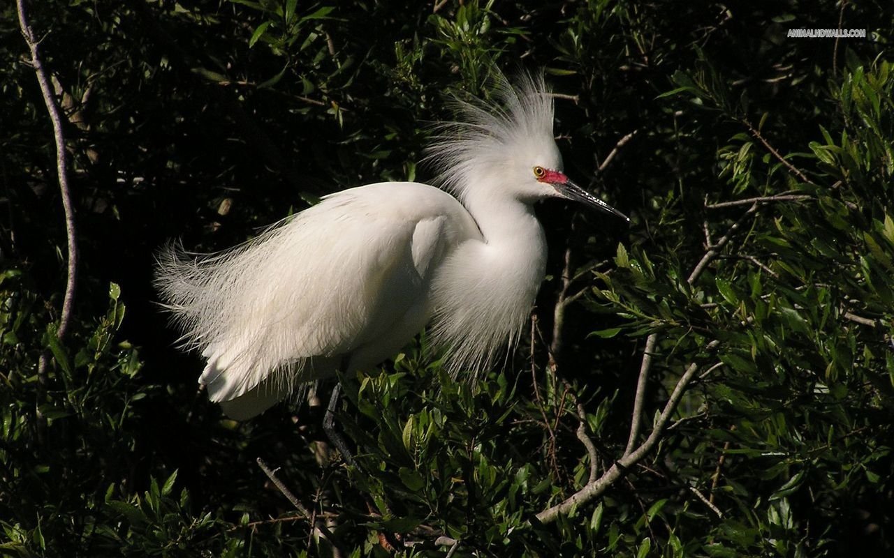 A white egret with elegant, fluffy plumage perched among green foliage in a shaded natural setting.
