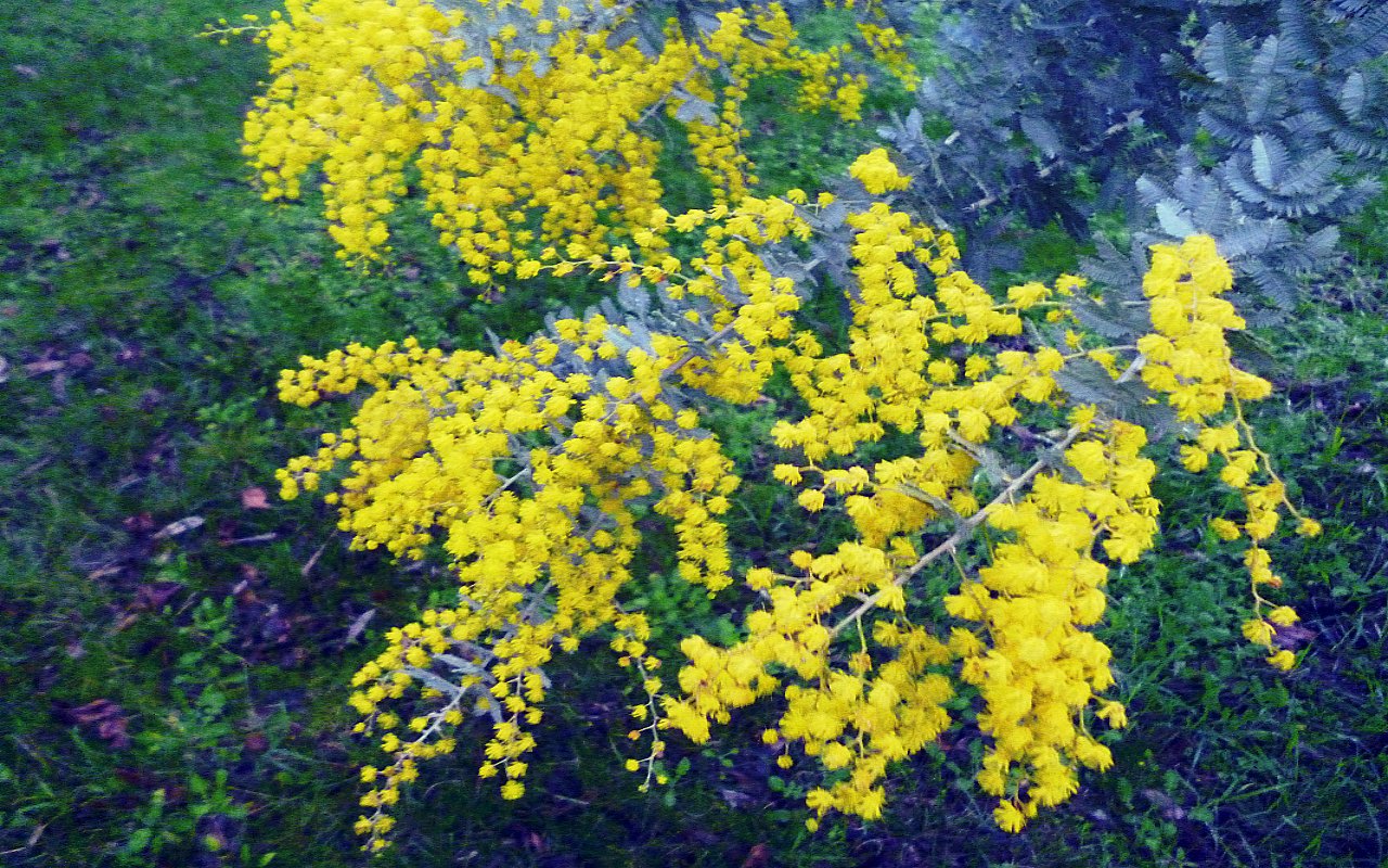  Wattle blossoms