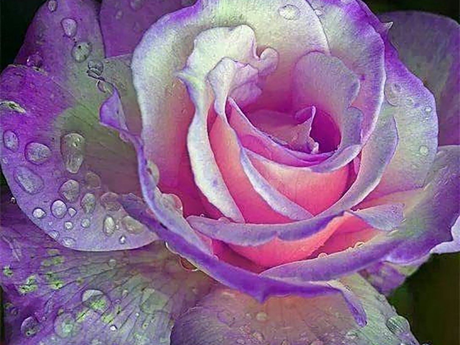 Wet Purple Rose Image ID 31277 Image Abyss