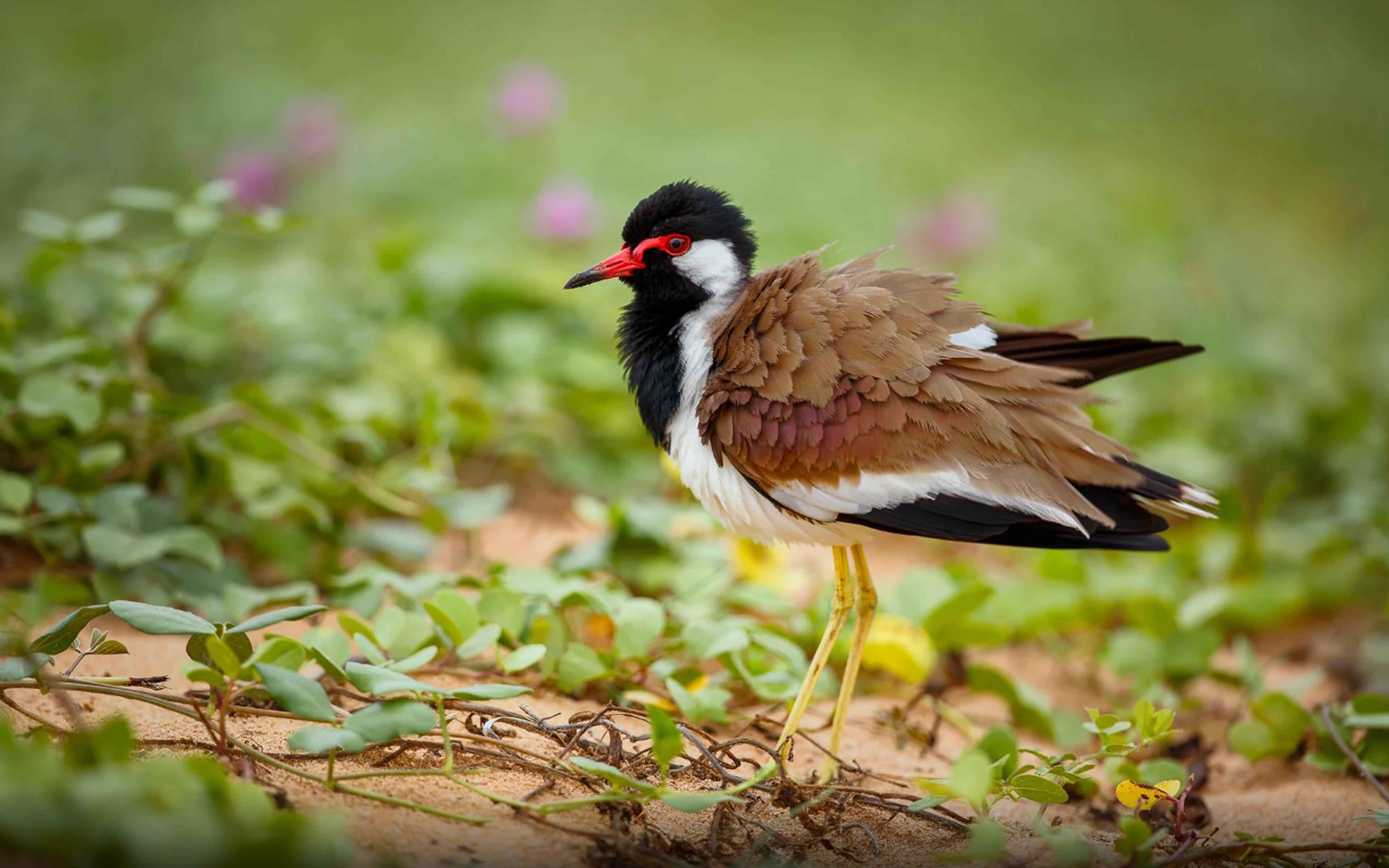Red-Wattled Lapwing