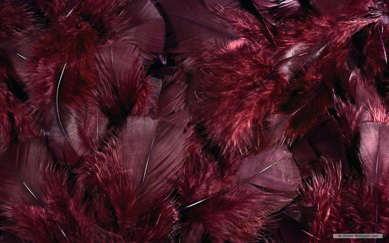  feathers