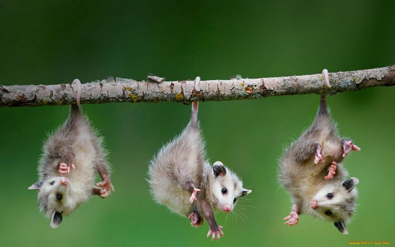 Three opossums hang upside down from a horizontal tree branch against a green blurred background.