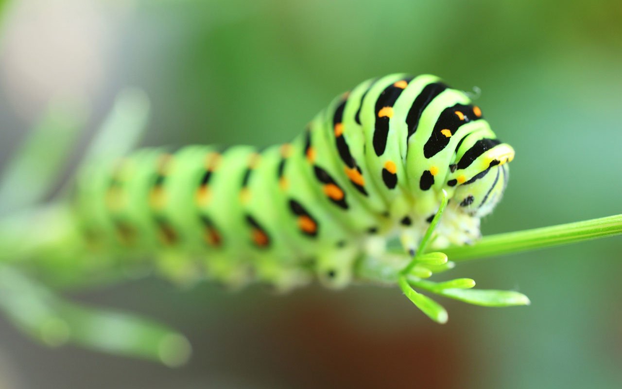 A close-up of a green caterpillar with black and yellow stripes crawling on a green plant stem.