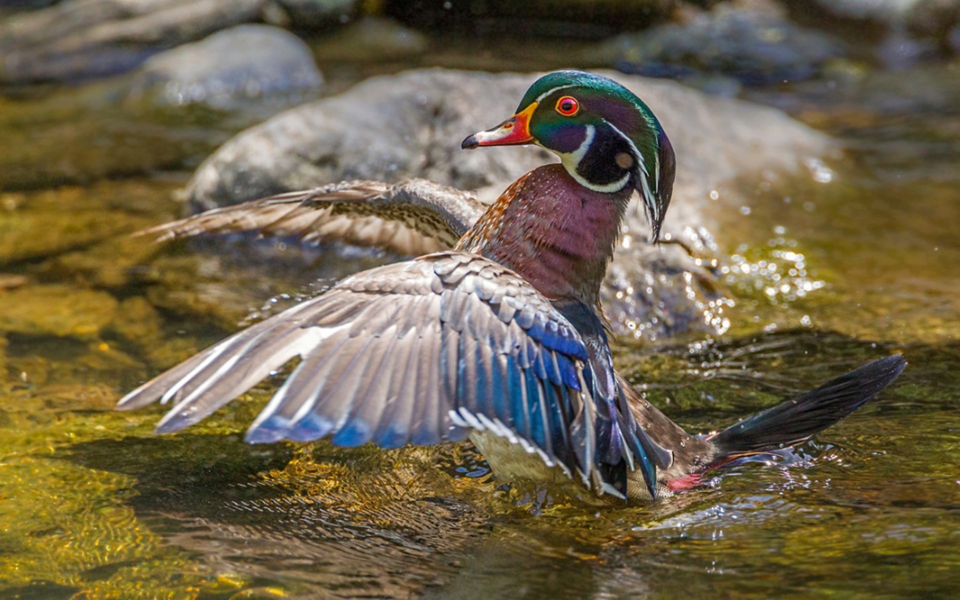 bird Animal mandarin duck Image