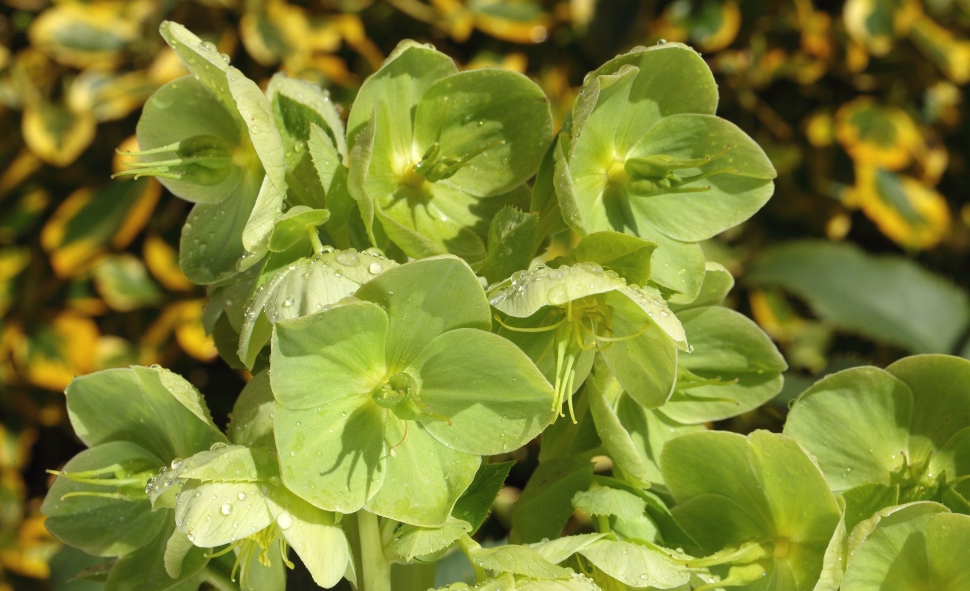 nature hellebore Image