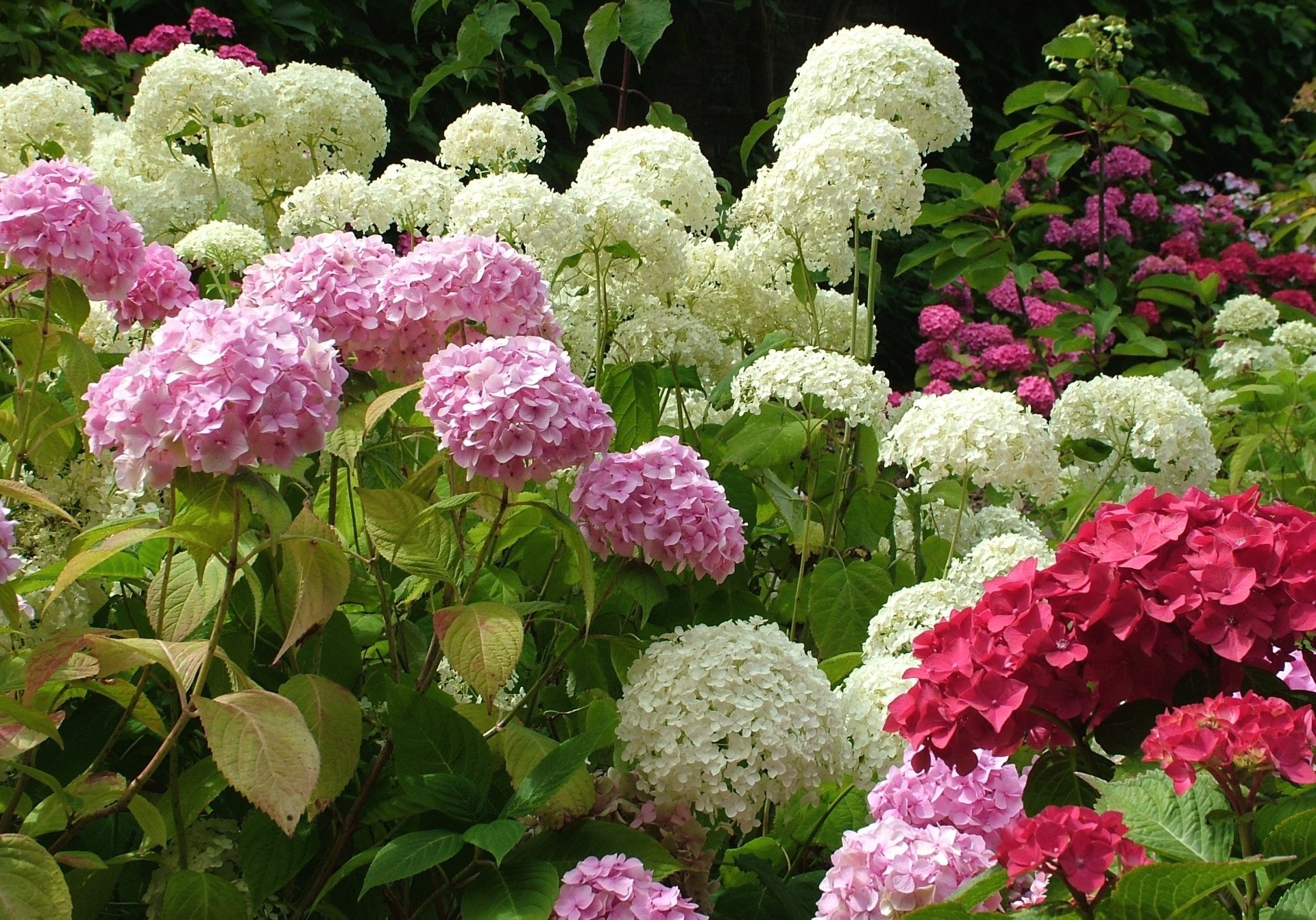 nature hydrangea Image