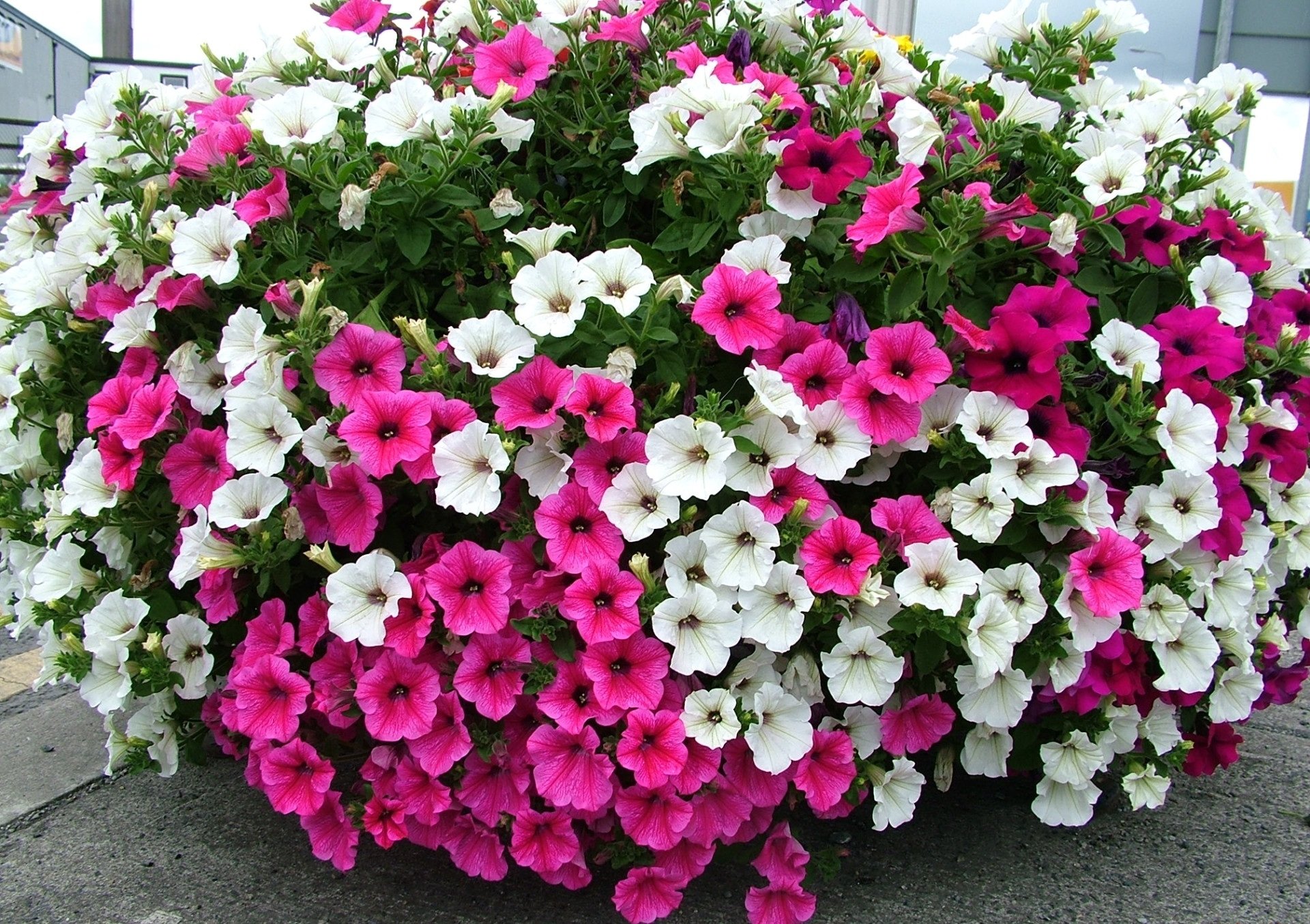 nature petunia Image