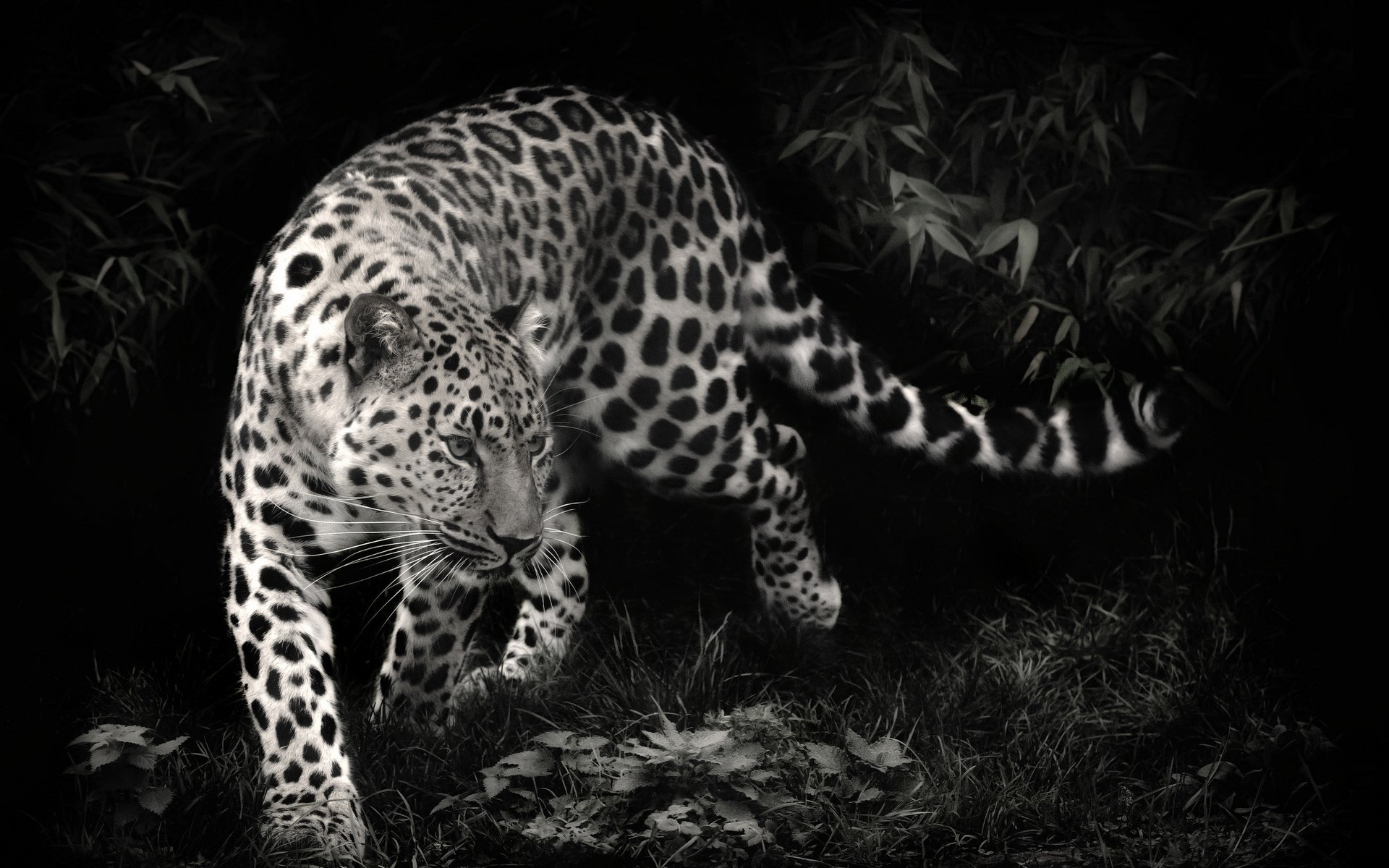 Leopard Image - ID: 314174 - Image Abyss