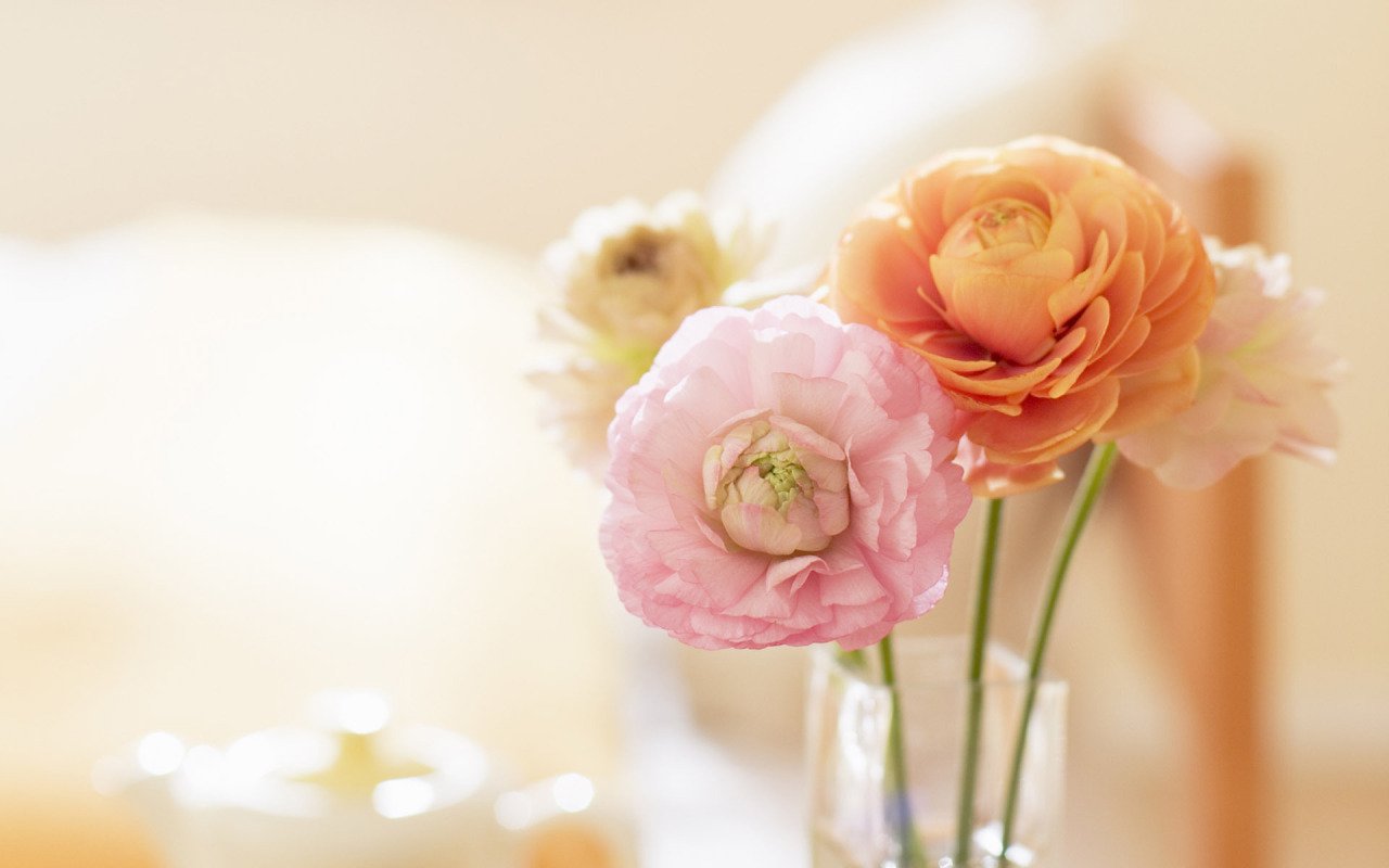 Close-up of delicate ranuncula flowers in soft pastel shades arranged in a glass vase, highlighting the beauty of nature indoors.