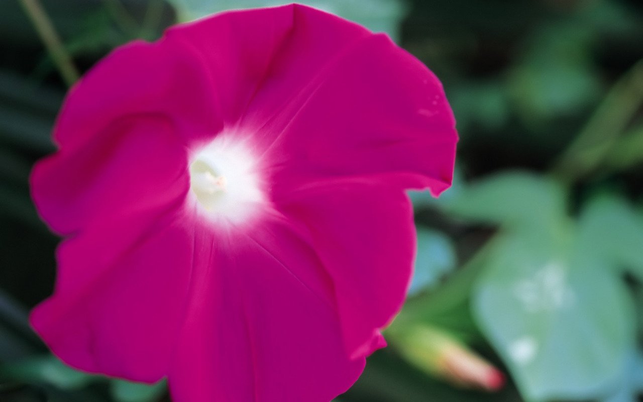 flower nature morning glory Image