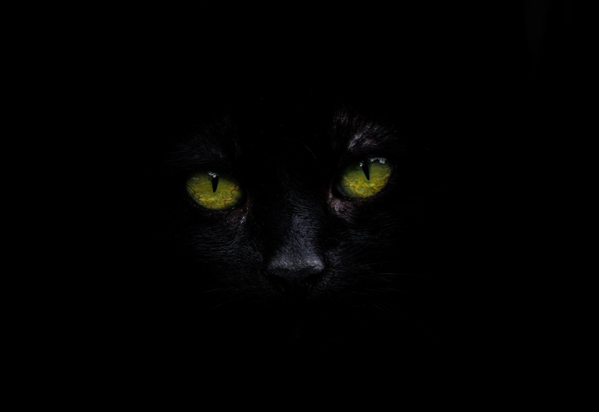 Black Cat with Green Eyes Image - ID: 314595 - Image Abyss