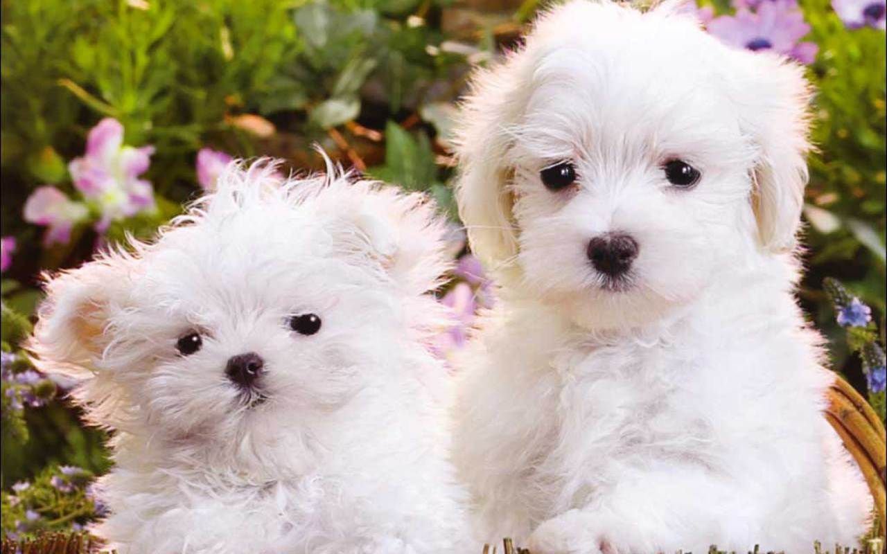 dog Animal maltese Image