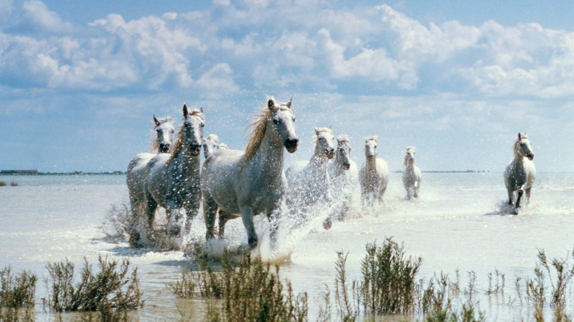  Horses Running on Sandy Beach