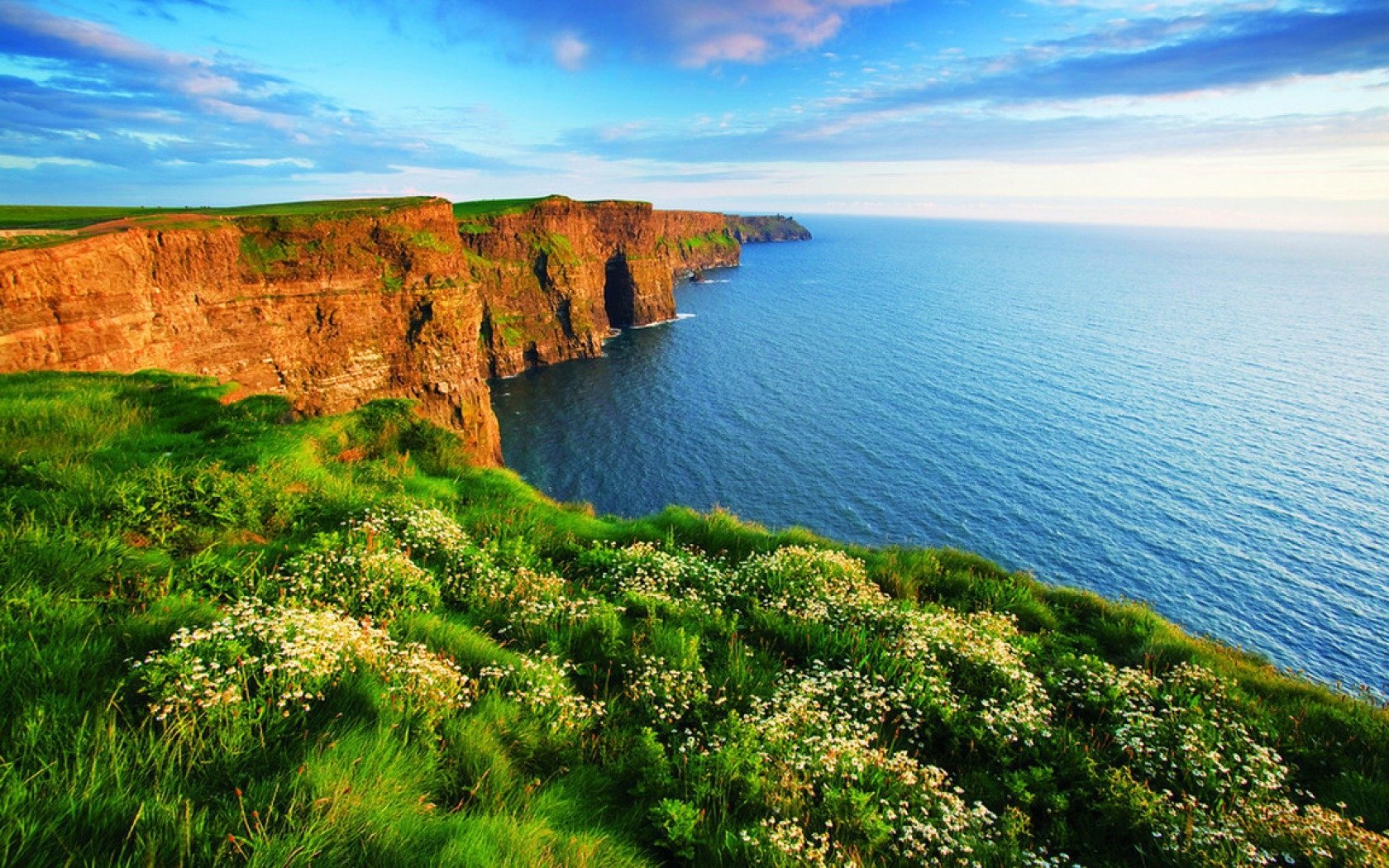 Blossoms on the Edge: Nature's Vibrant Coastline Meets the Endless ...