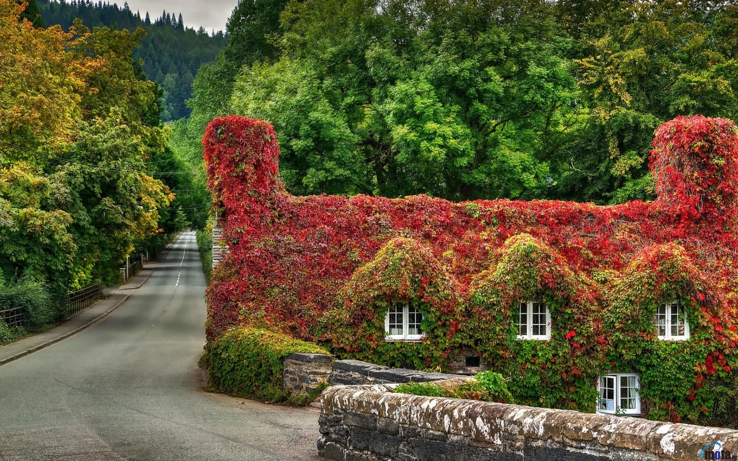 Ivy-Covered House in Wales