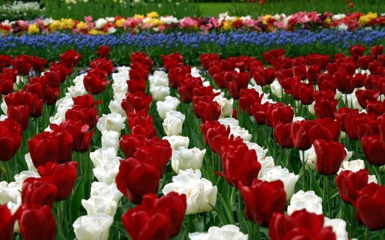 самый красивый тюльпан в мире фото
