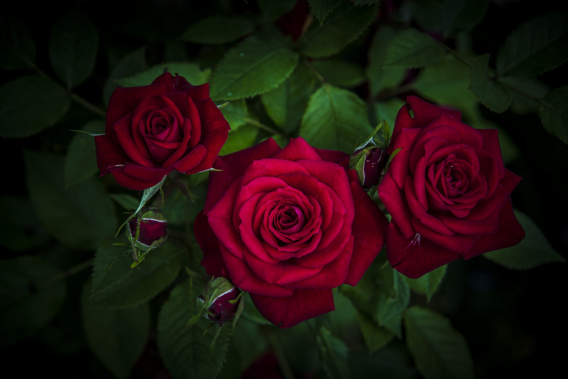  Red Roses