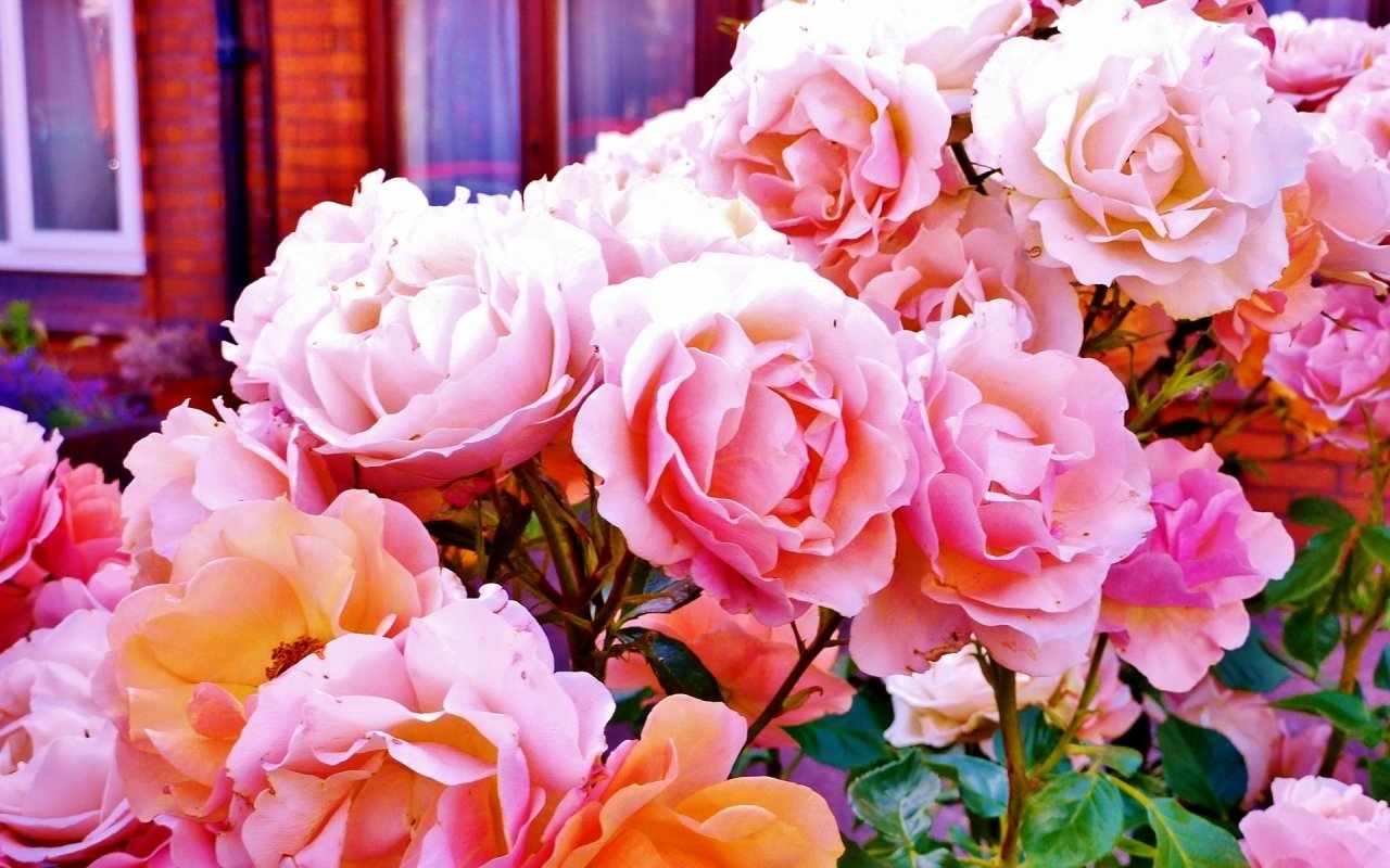 nature rose bush Image