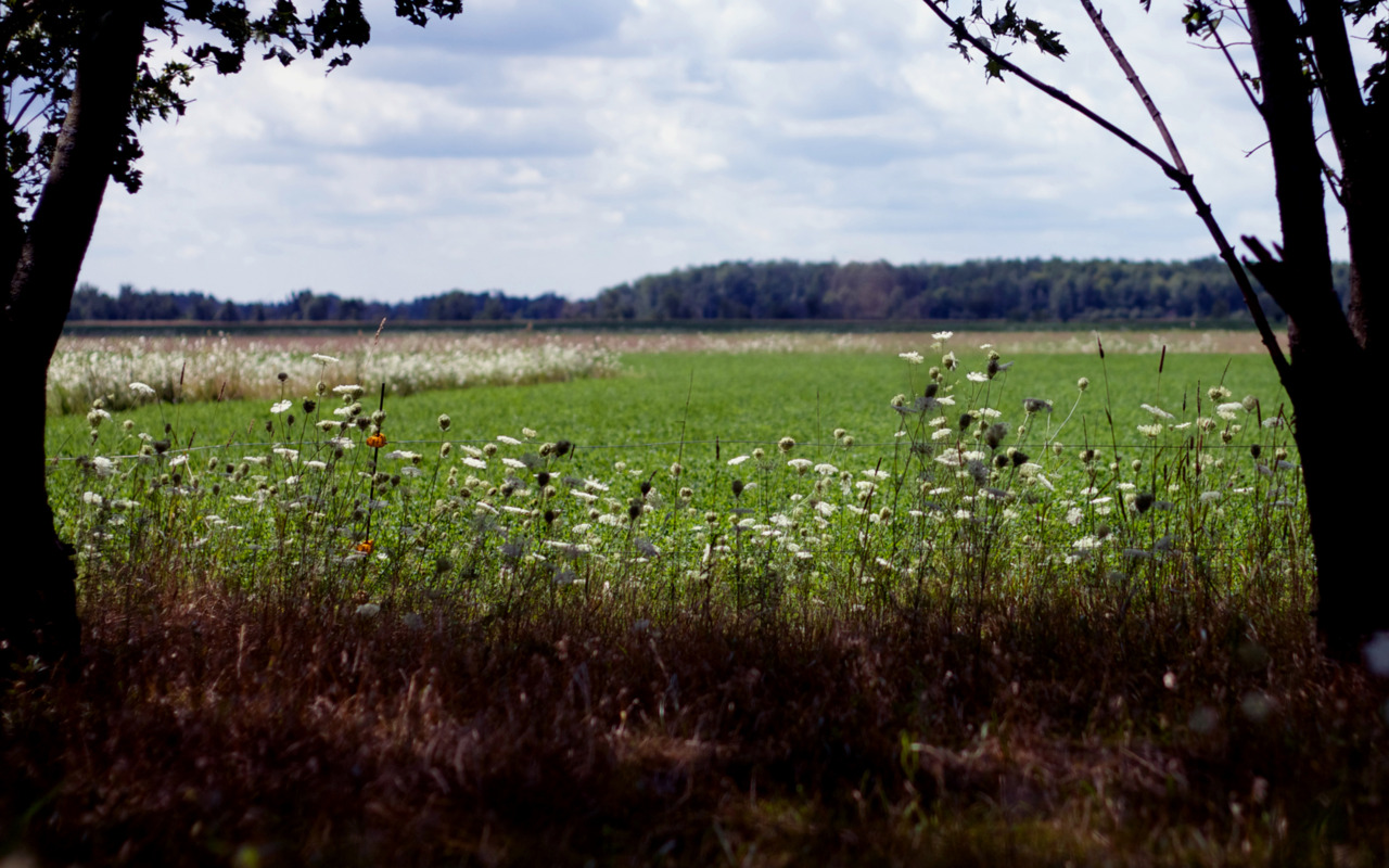 Well field