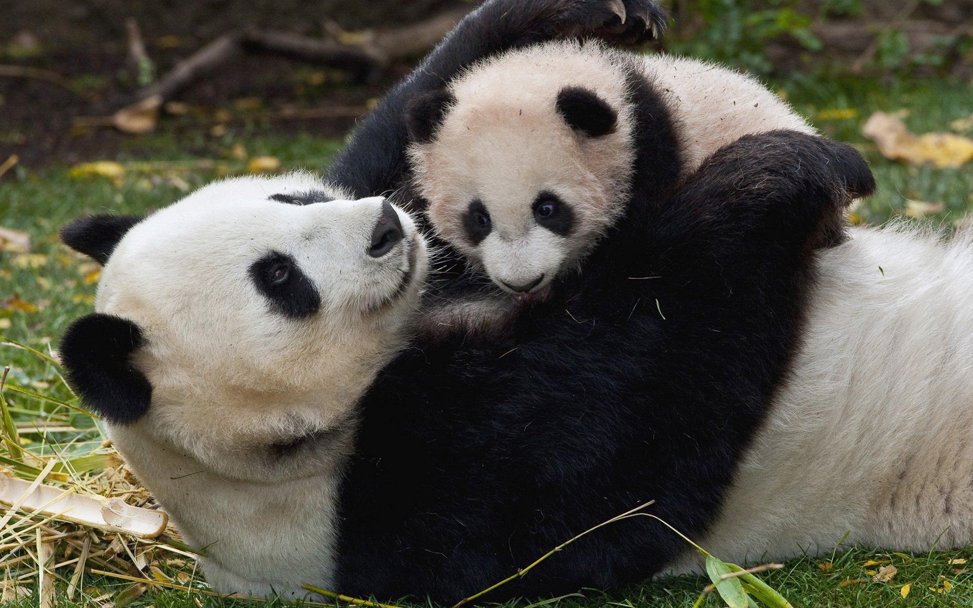 Panda playing with Her Baby - Image Abyss