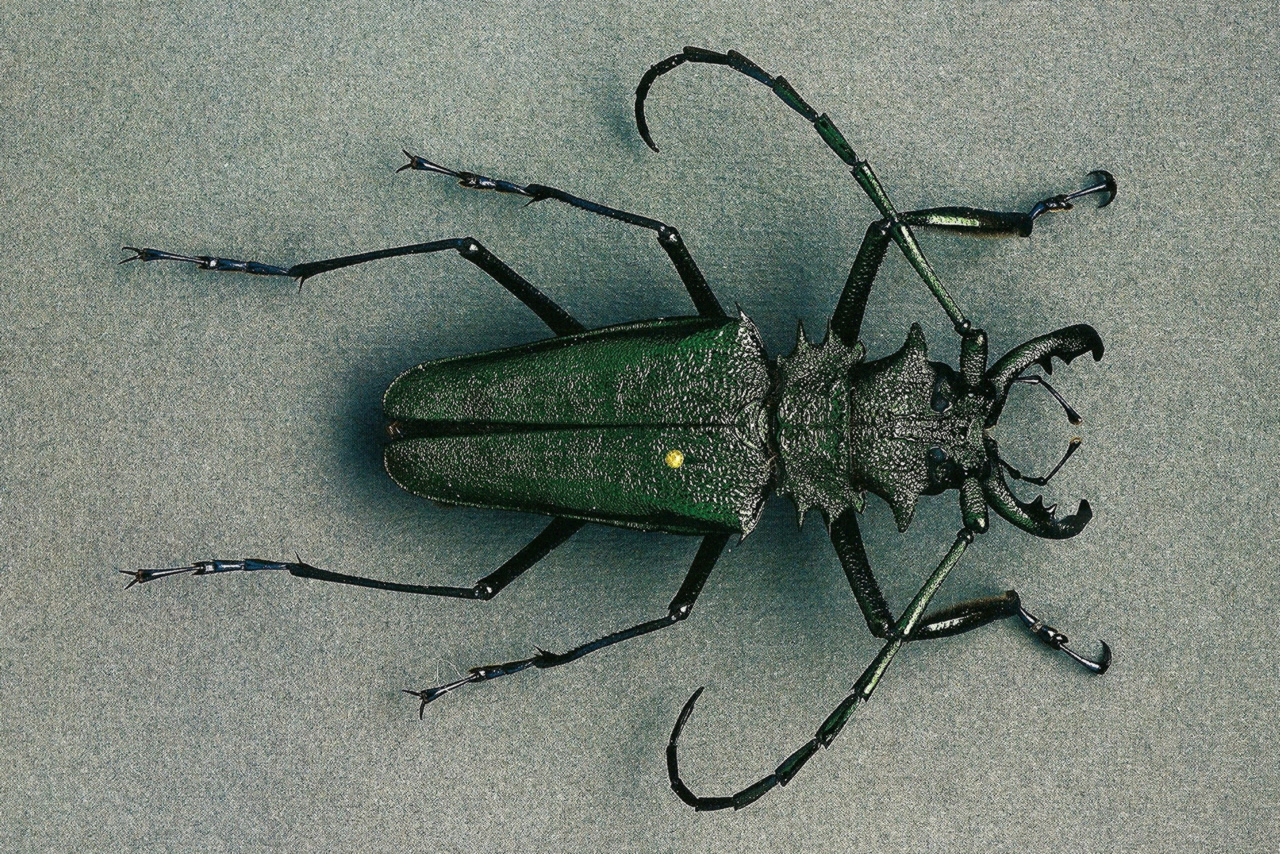 Beetle Picture