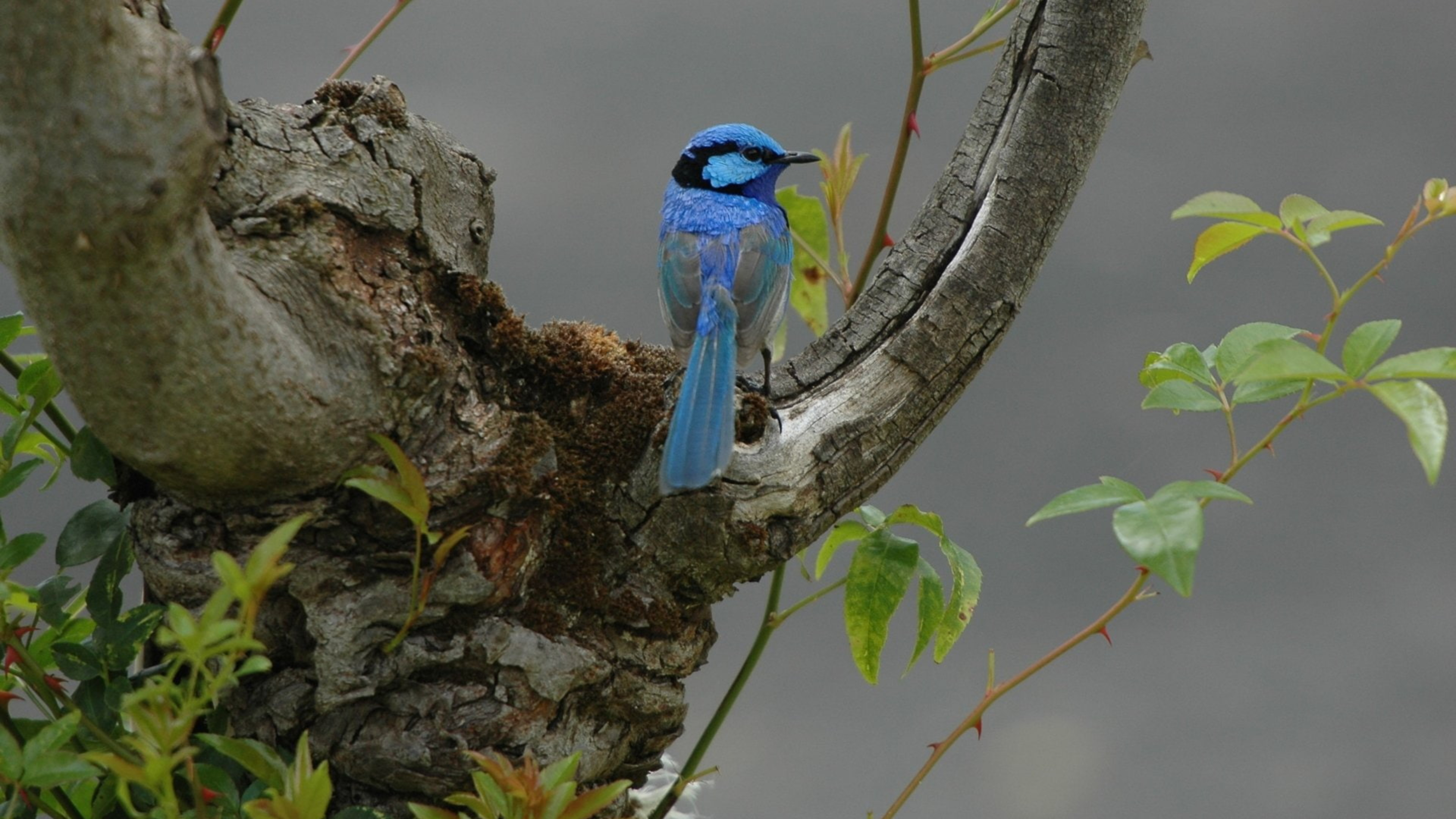 Mountain bluebird in Tree
