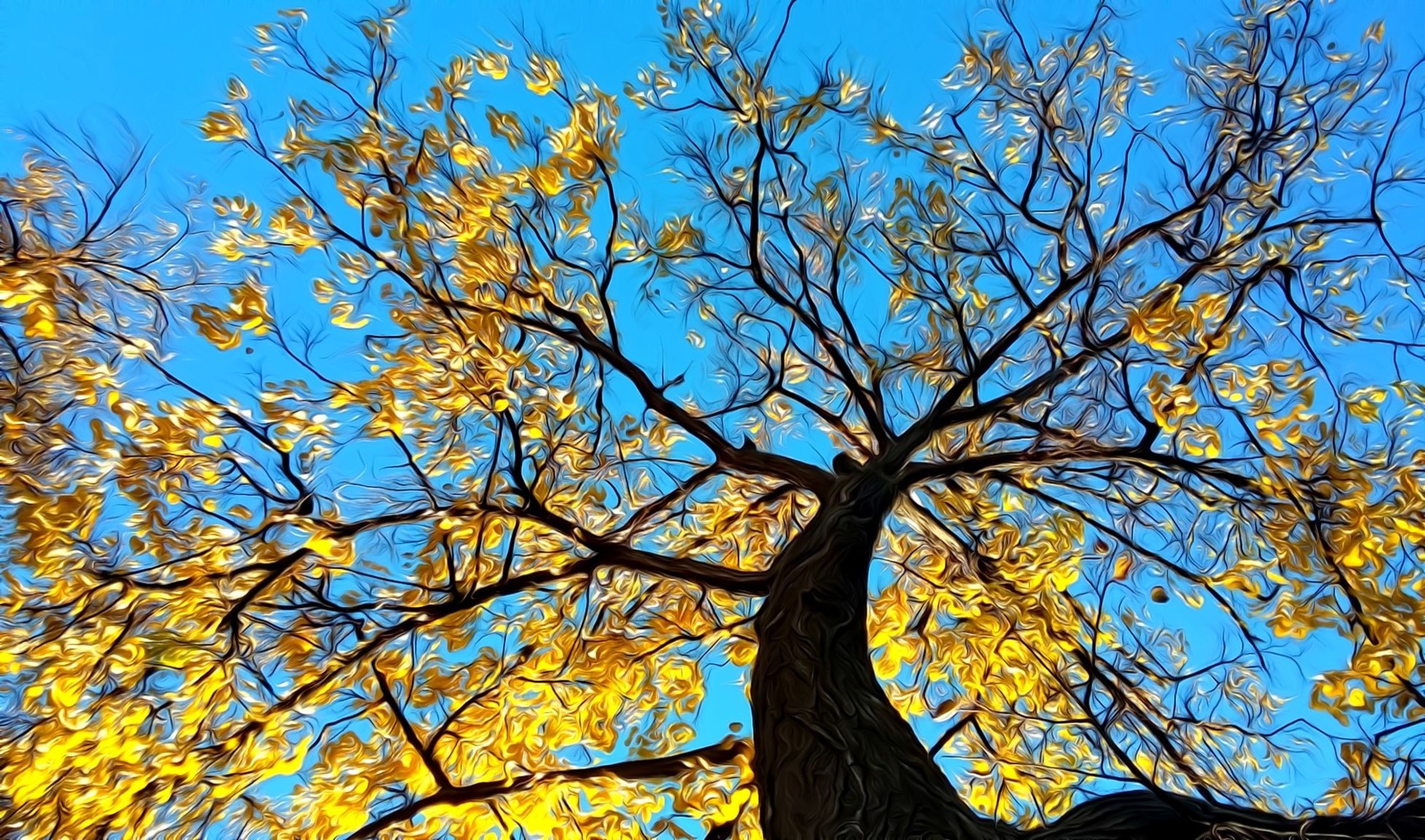 Looking up at Autumn Tree