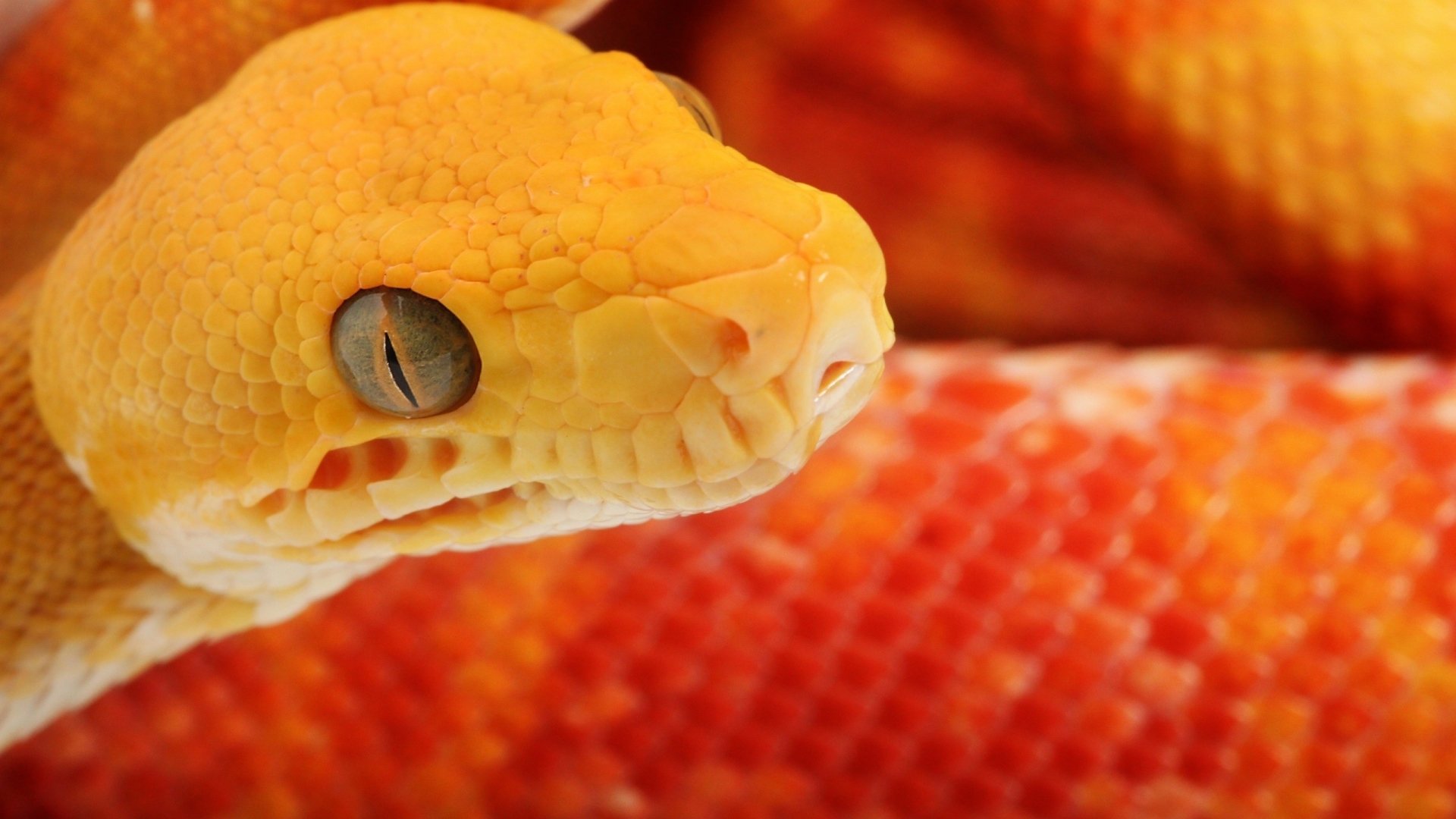 A close-up of a vibrant yellow snake, highlighting its textured scales and distinct blue eyes, set against a background of orange and red hues.