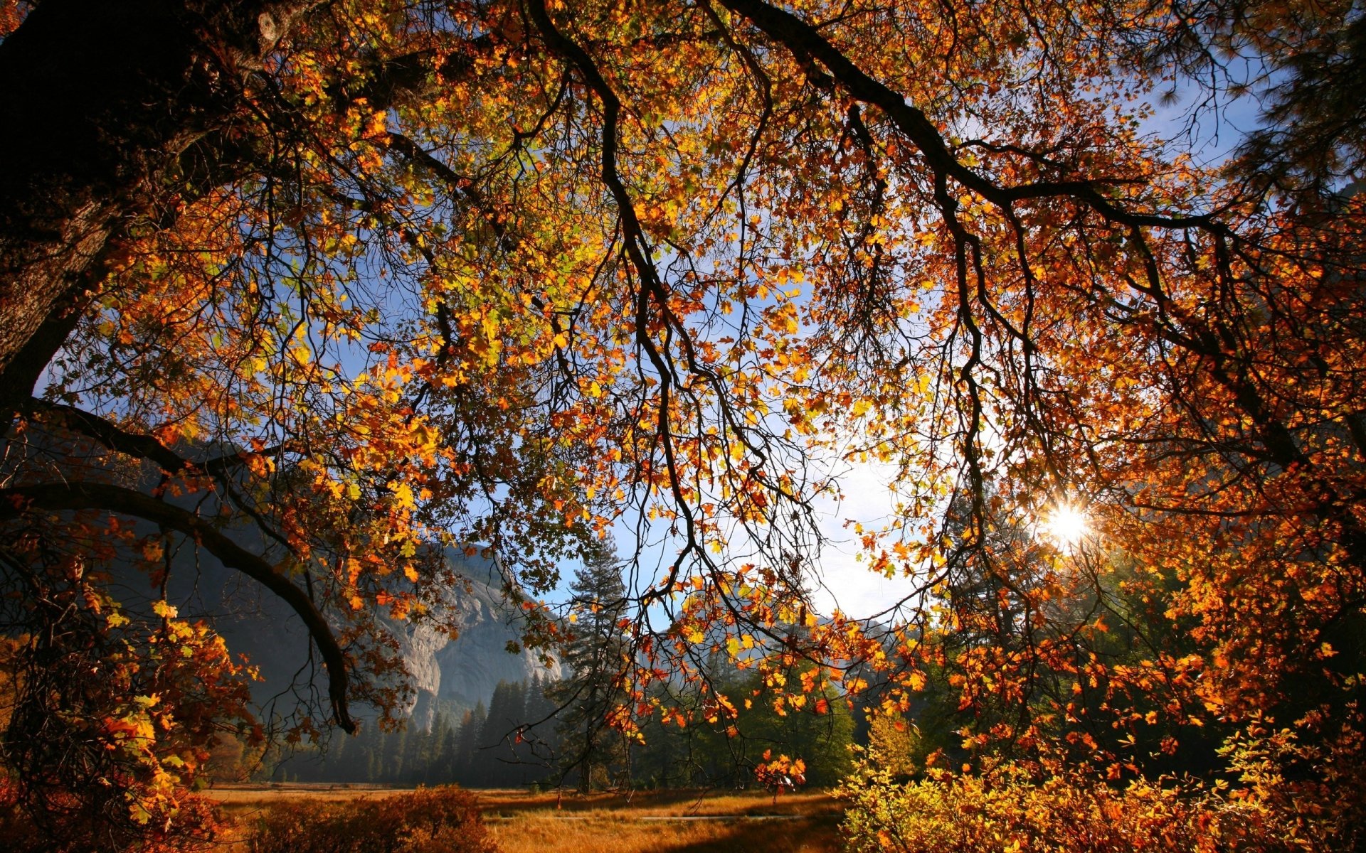 Fall Image - ID: 320544 - Image Abyss