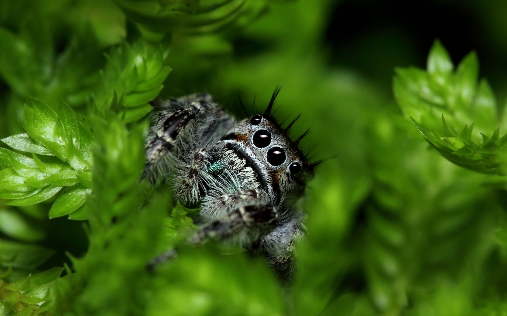 Close-up of a jumping spider (Animal, spider) peeking from bright green moss, its multiple glossy eyes and iridescent hairs visible.