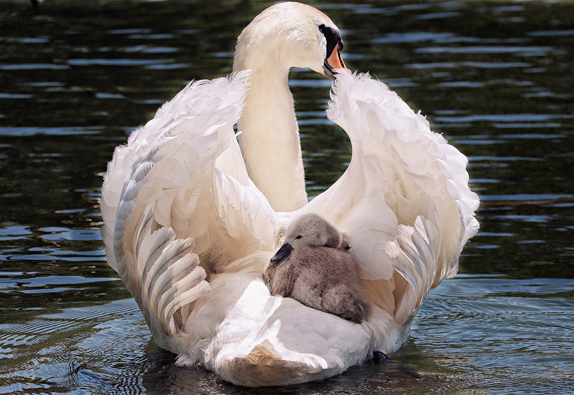 Swan Mother Carrying Her Baby Image Abyss